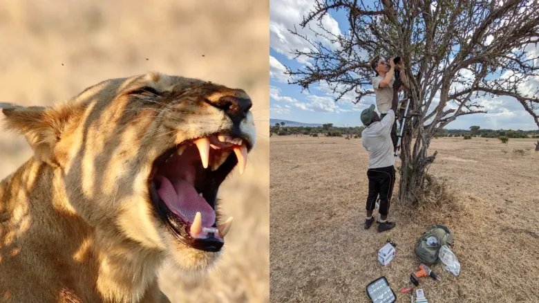 Scientists discover new type of lion roar Collage with two photos on the left we see a female lion roaring and on the right we see two men installing a microphone in a tree