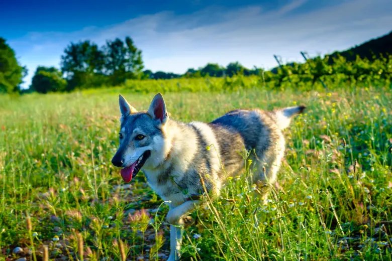 Most modern dogs have wolf DNA from relatively recent interbreeding. Heres which breeds are the most and least wolfish. A wolf-like dog is smiling and walking in a grassy meadow